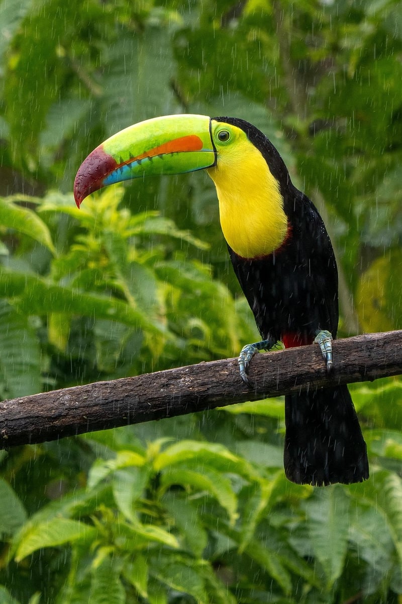 Amazon Rainforest - Toucan